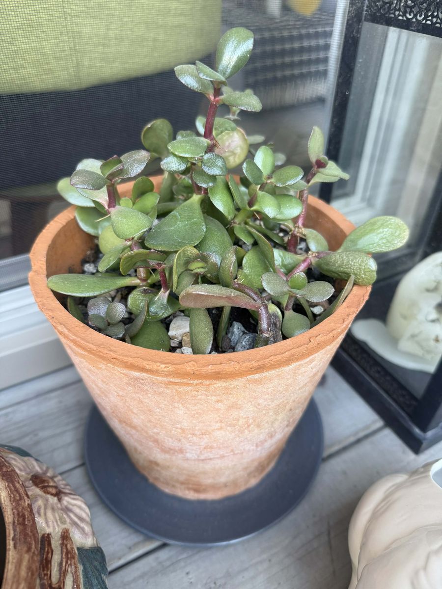 BLUE AGAVE CACTUS PLANTS IN CERAMIC POTS