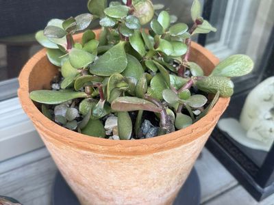 BLUE AGAVE CACTUS PLANTS IN CERAMIC POTS