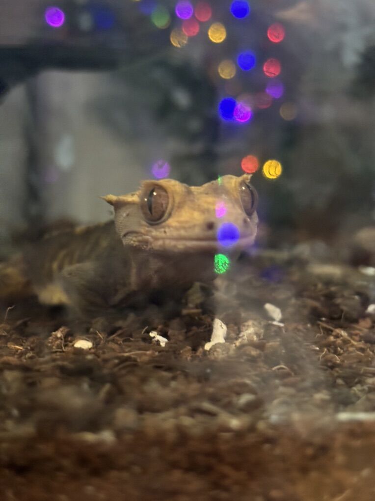 Crested Gecko