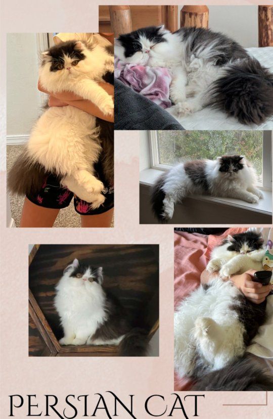 Male & Female Persians