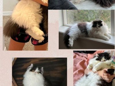 Male & Female Persians