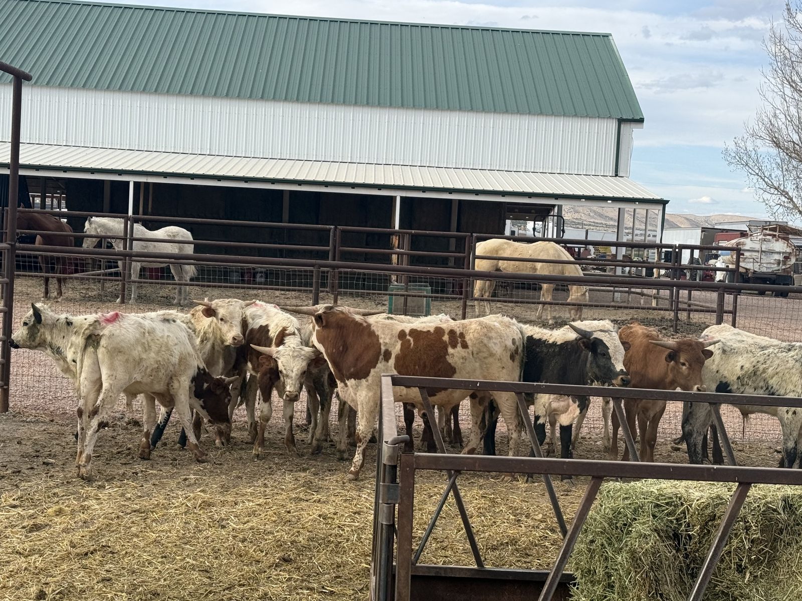 Corriente/longhorn roping steers