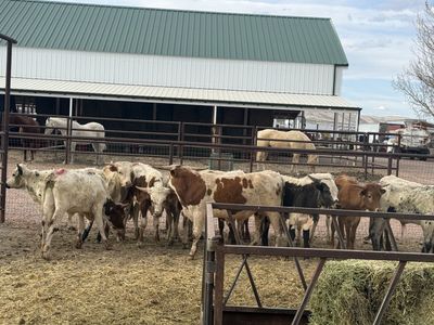 Corriente/longhorn roping steers