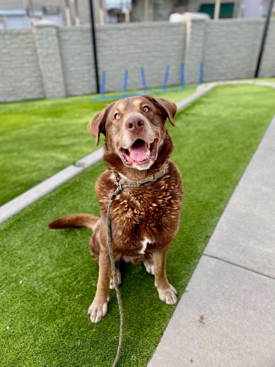 A160243 Simba is Available for Adoption!