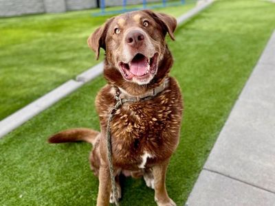 A160243 Simba is Available for Adoption!