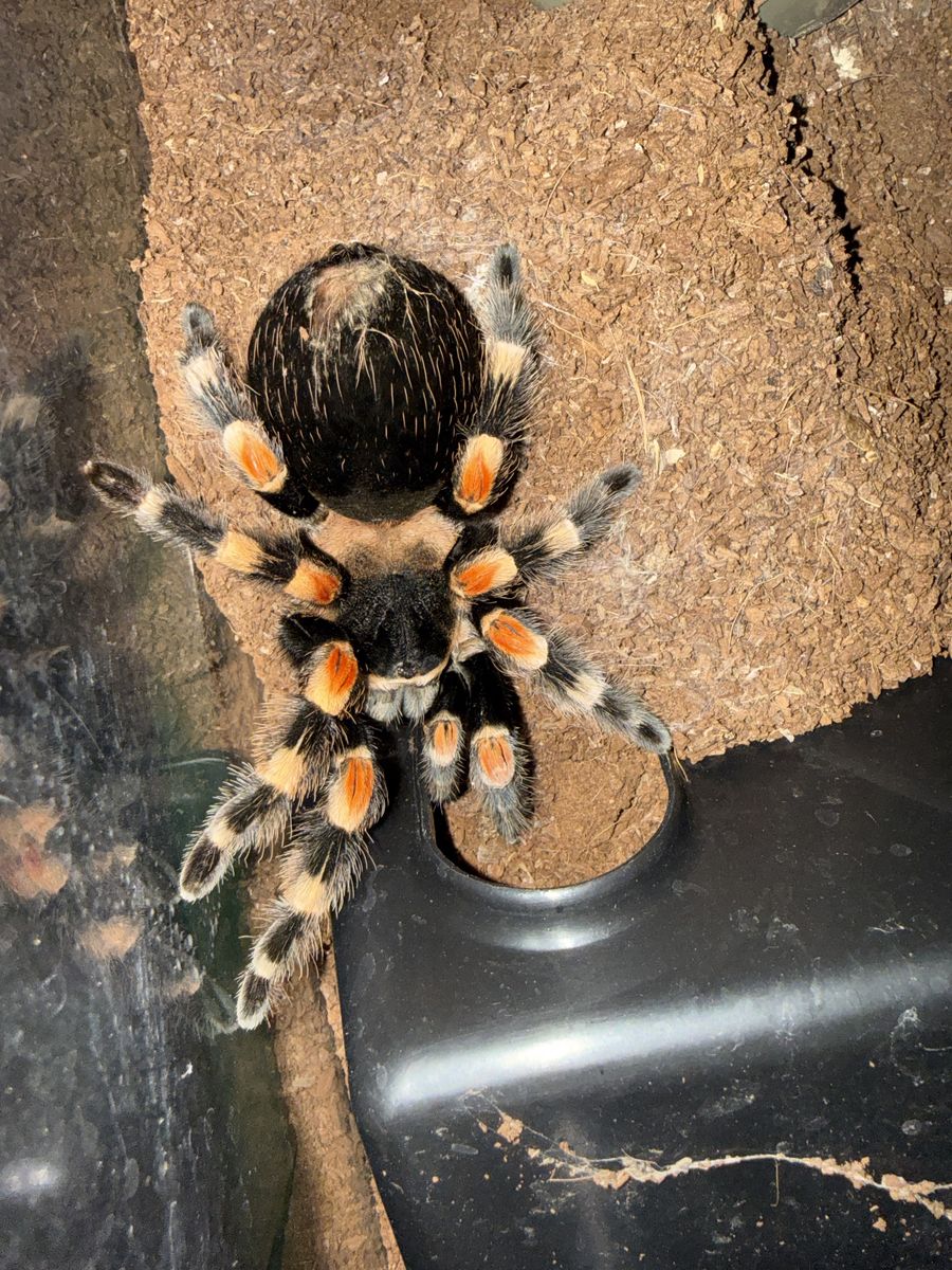Adult Female Mexican Red Knee Tarantula