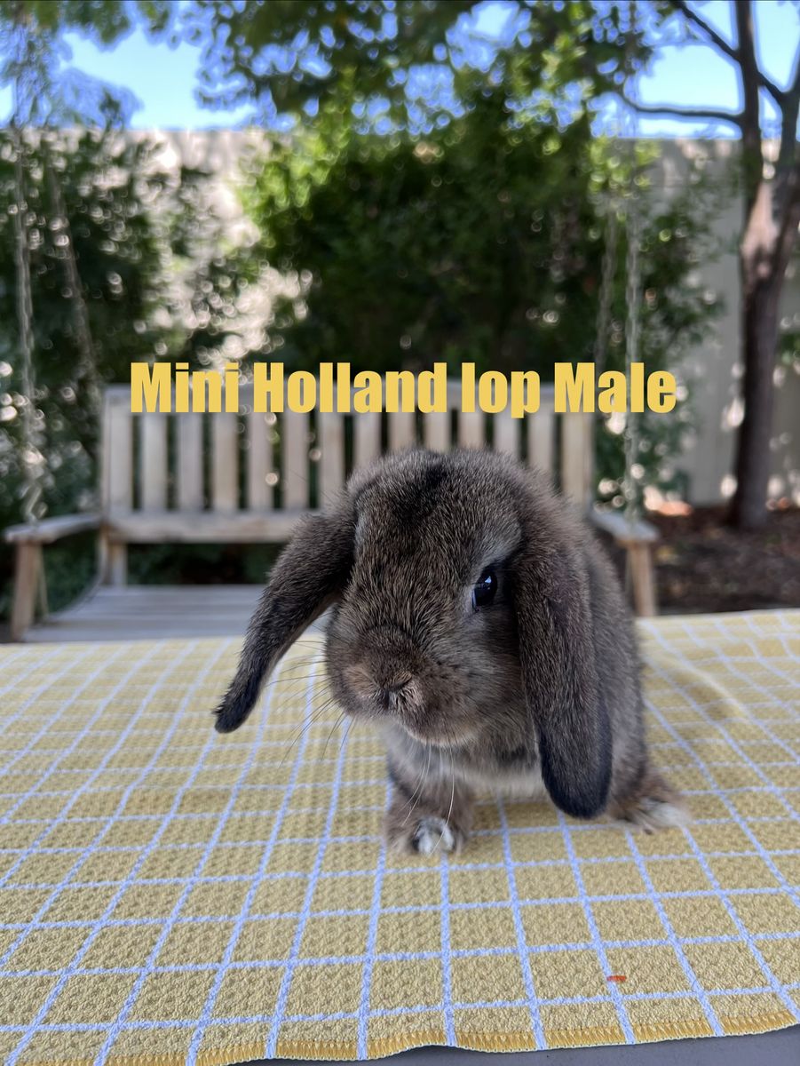 Mini Holland Lop Male Bunnies