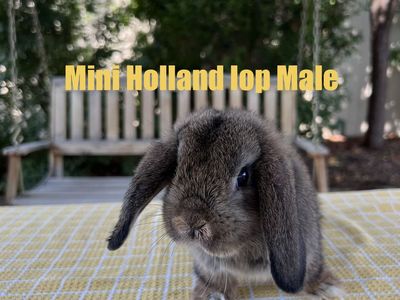 Mini Holland Lop Male Bunnies