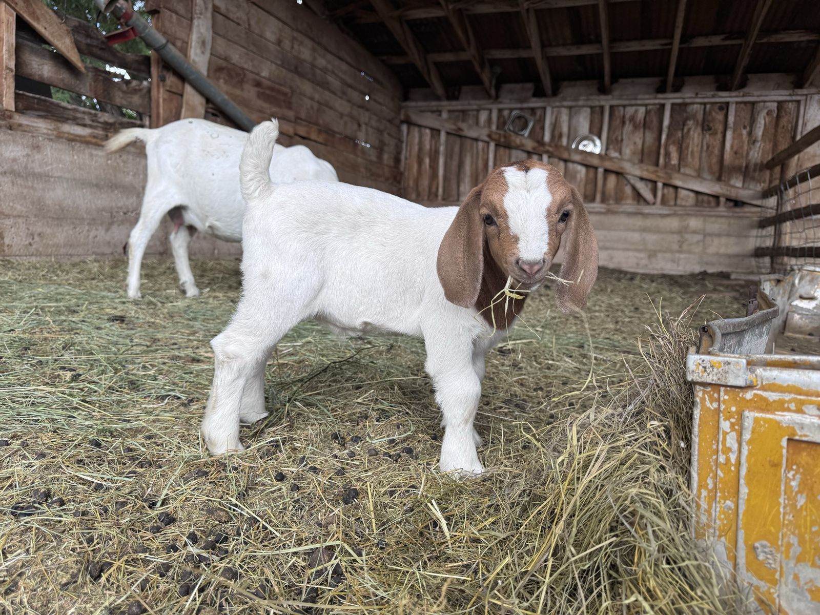 Boer Show Goat Kid
