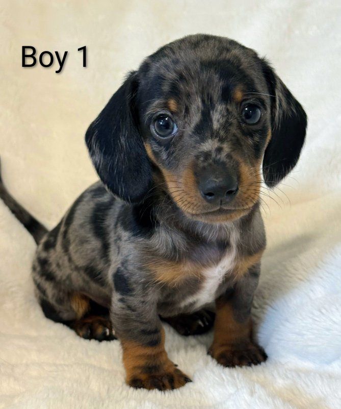 Miniature Dachshund Puppies