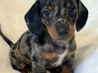 Miniature Dachshund Puppies