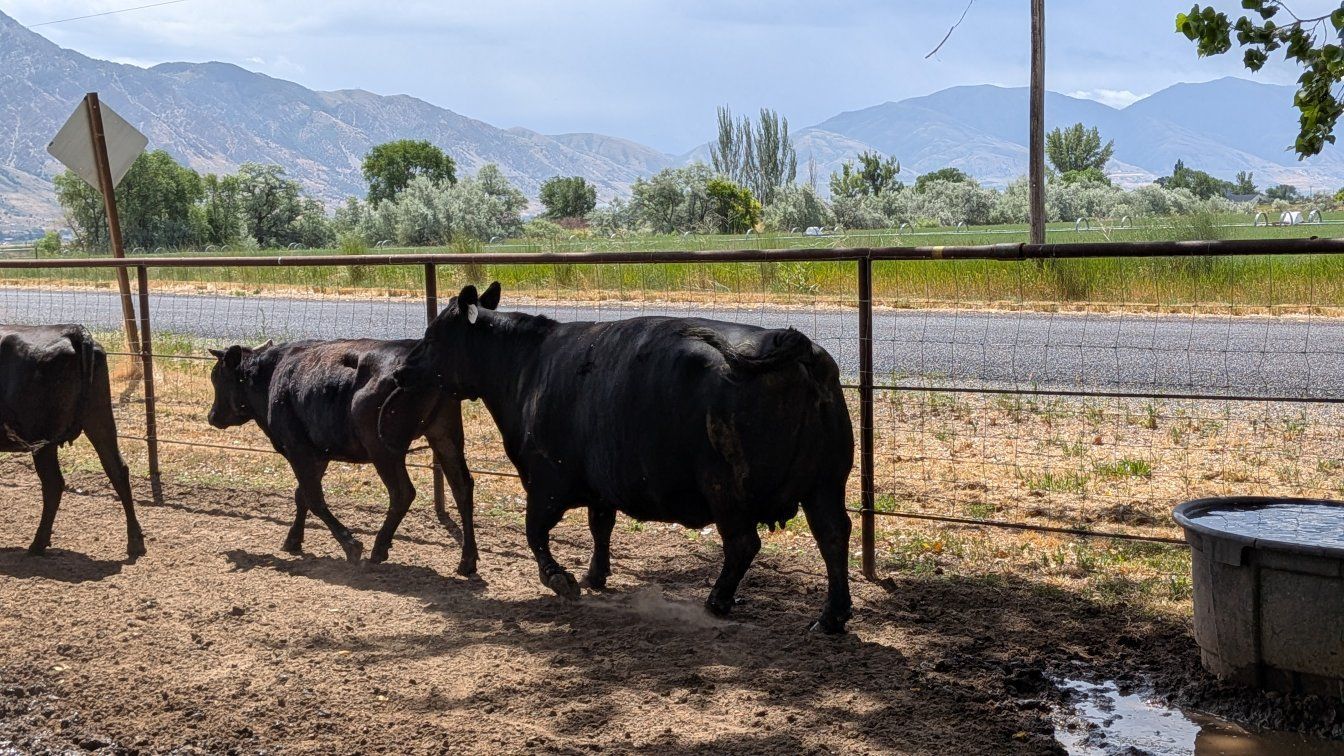 Angus cows