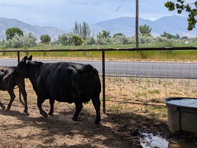 Angus cows