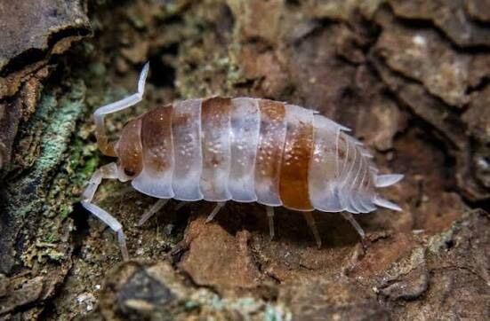 Koi Isopods