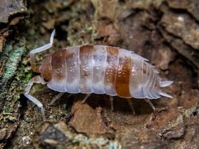 Koi Isopods