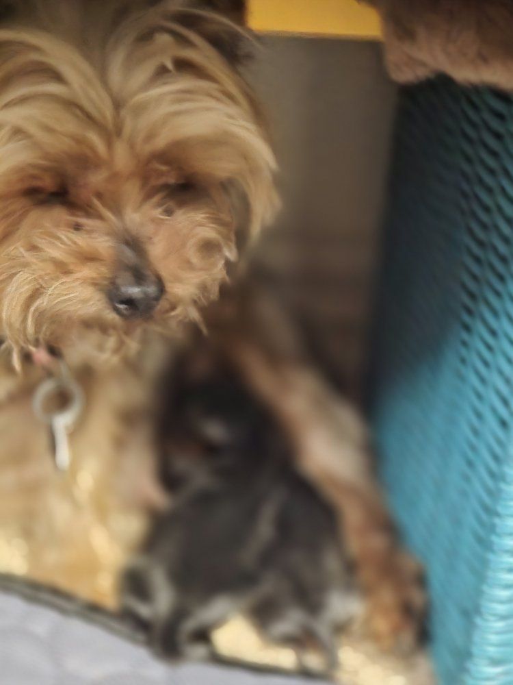 Male yorkie