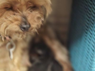 Male yorkie