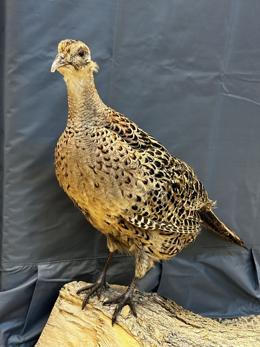 Main image 2
