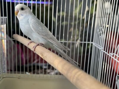 Baby Parakeet