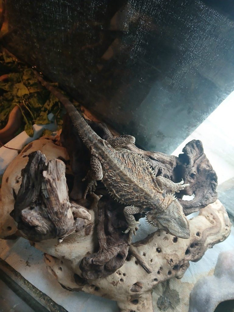 Bearded Dragon for free - Live Reptile Pet