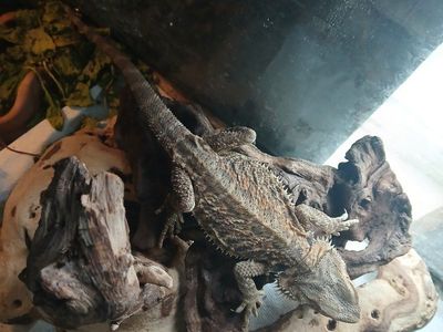 Bearded Dragon for free - Live Reptile Pet