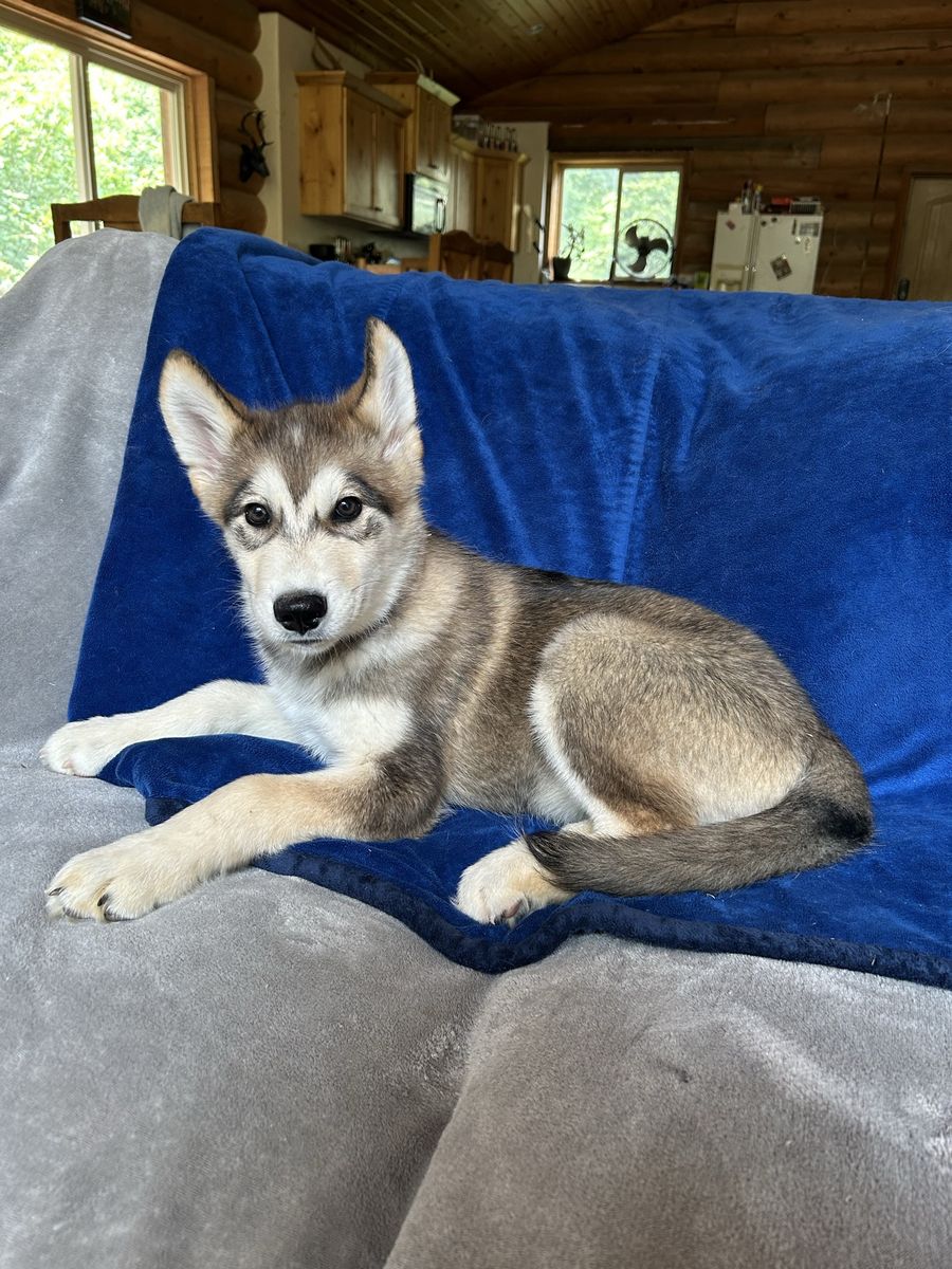 Last 4 Hypoallergenic Golden Indian Dog Puppies • Summer Litters • Ready Now • $1,700