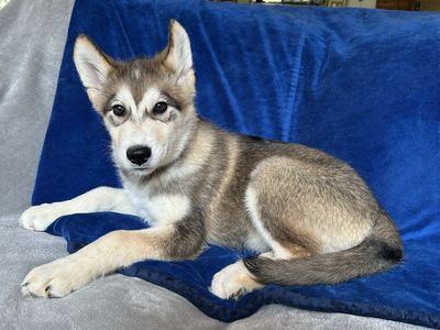 Last 4 Hypoallergenic Golden Indian Dog Puppies • Summer Litters • Ready Now • $1,700