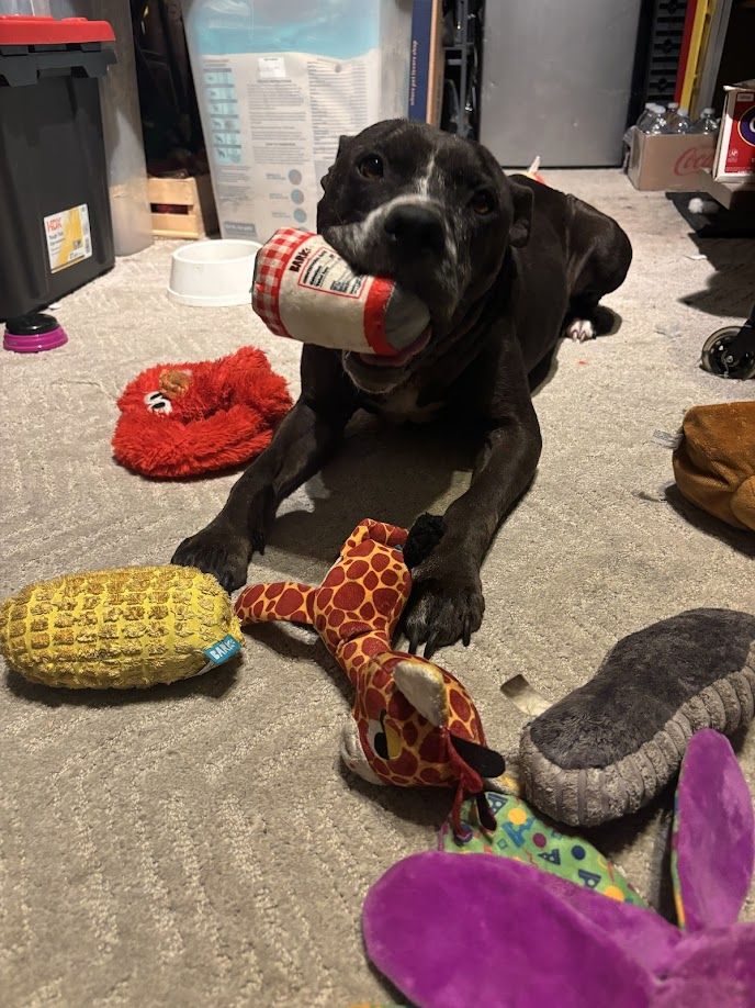 Senior Sweetheart Looking for His Forever Home