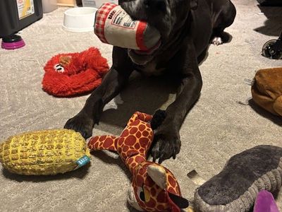 Senior Sweetheart Looking for His Forever Home