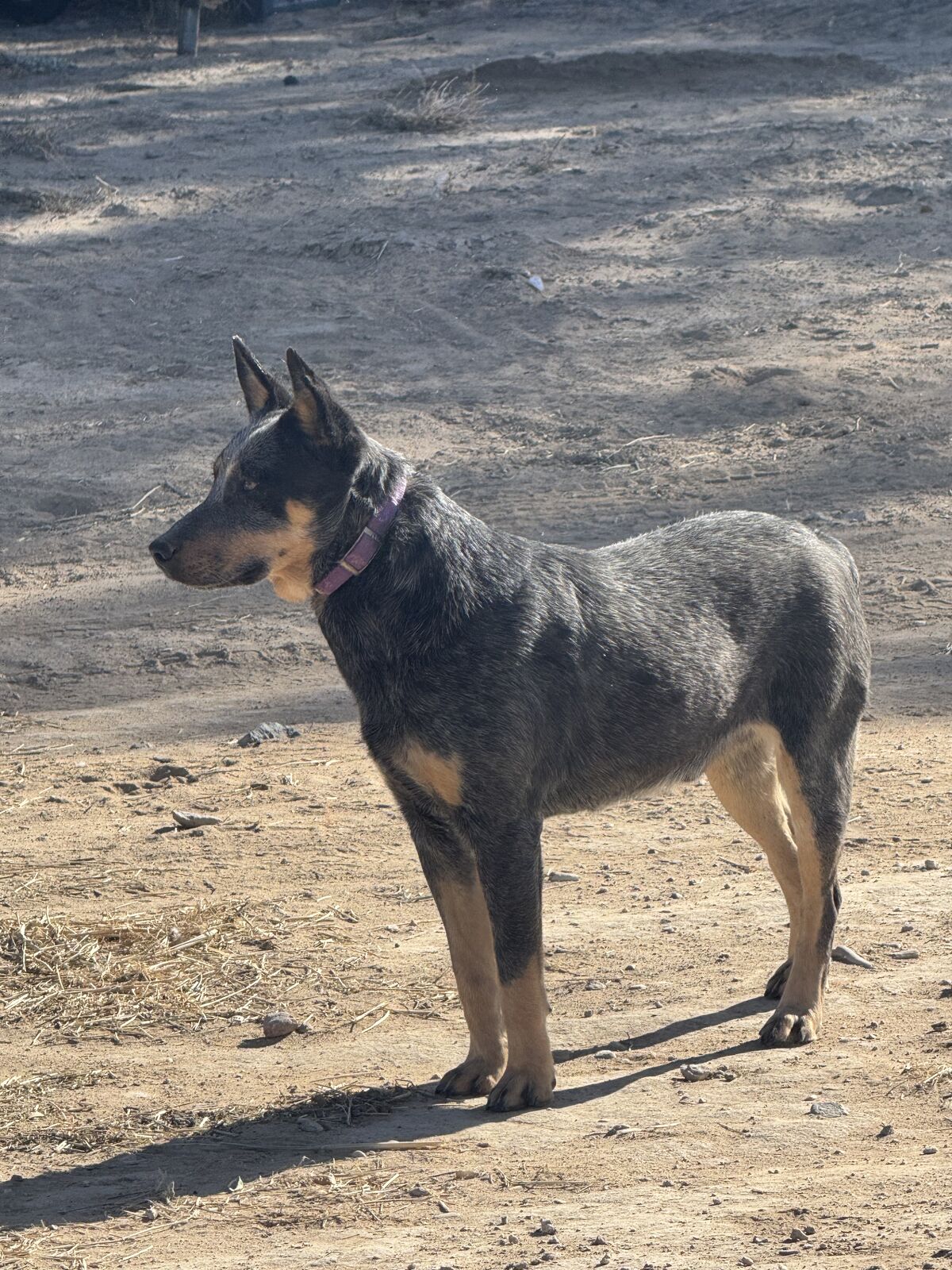 Blue Heeler Male
