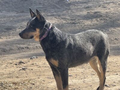 Blue Heeler Male