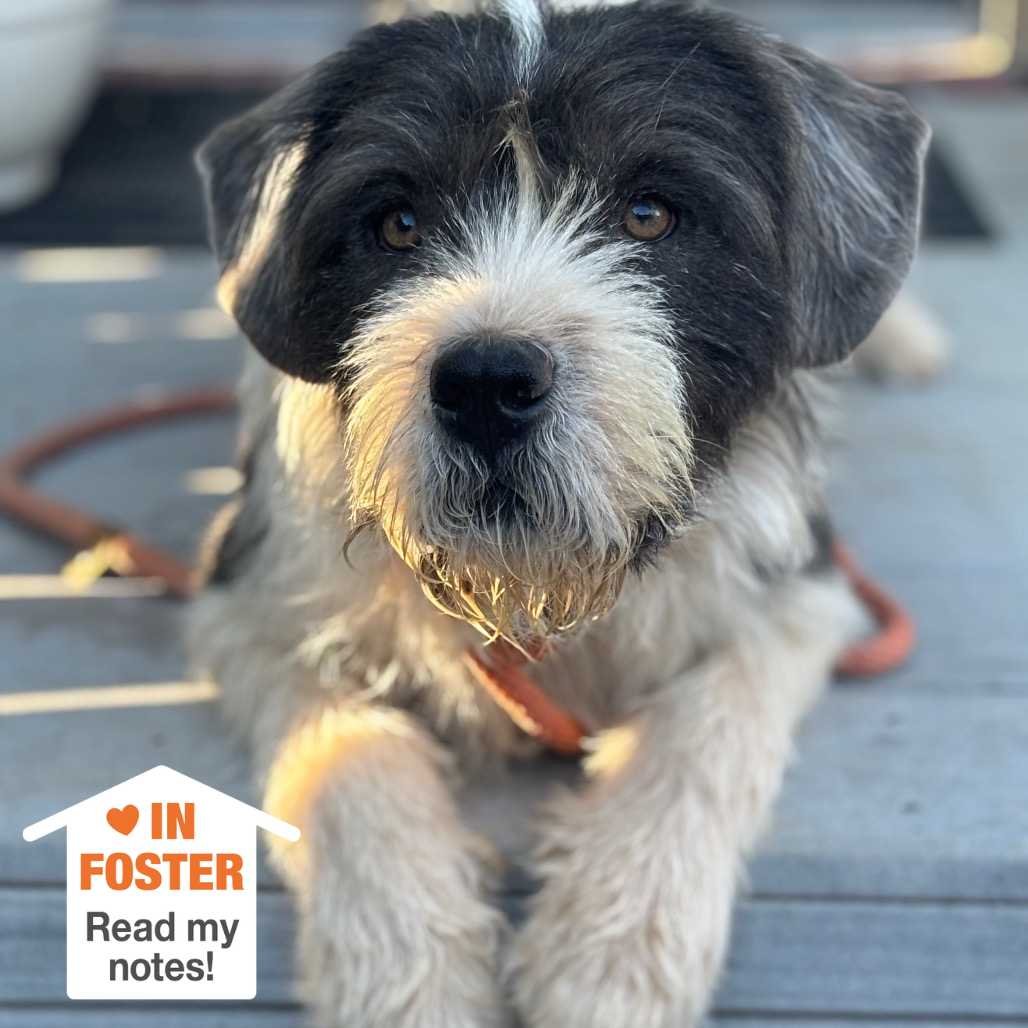 Hello my name is Zoboomafoo