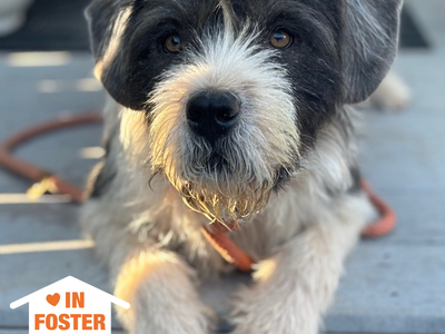 Hello my name is Zoboomafoo