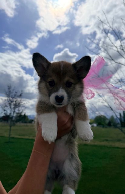 AKC Pembroke Welsh Corgi Puppy