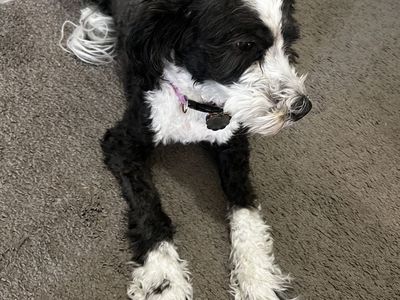 Mini bernedoodle