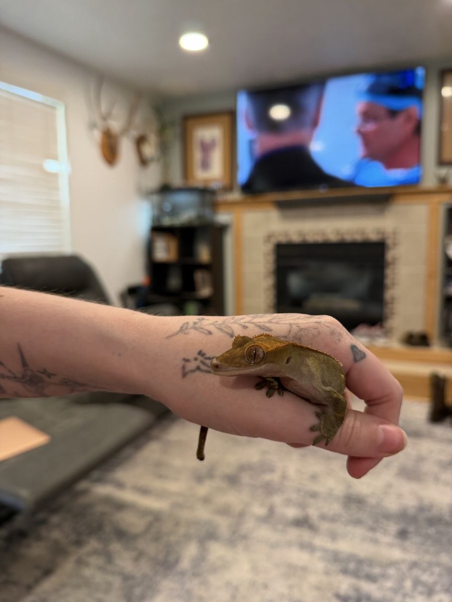Female crested gecko