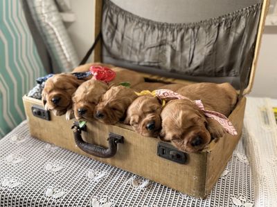 AKC Red Golden Retriever Puppies