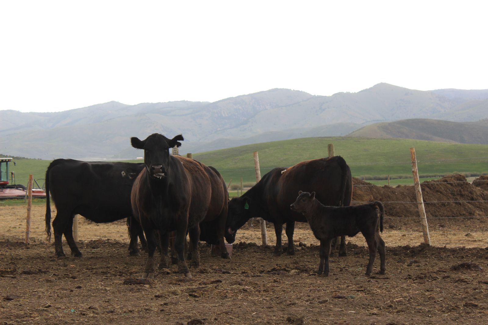 Bred cows