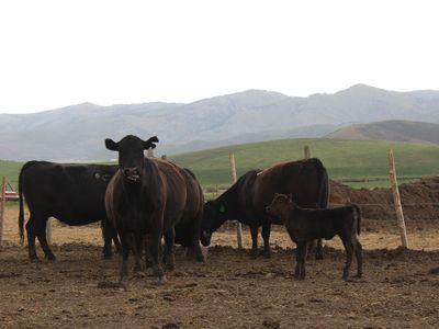 Bred cows