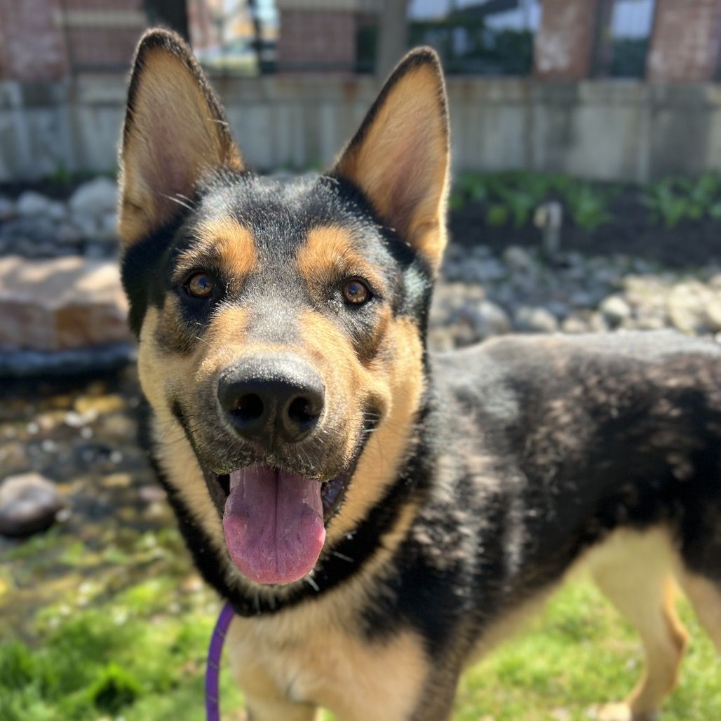 Hello my name is Rex