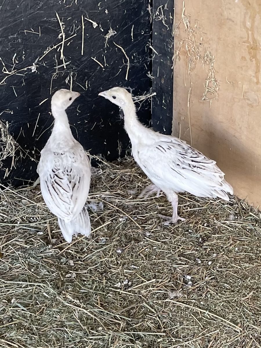 5 WK Heritage Turkey Poults Merriam X Midget White