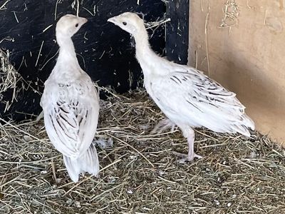 5 WK Heritage Turkey Poults Merriam X Midget White