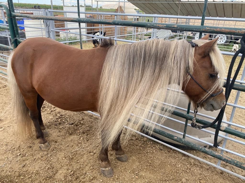 Minature Pony for Stud (Not For Sale)