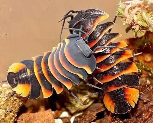 Ember Bee Isopods
