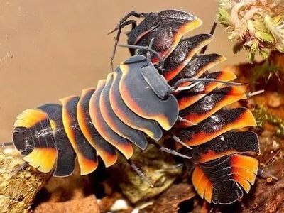 Ember Bee Isopods