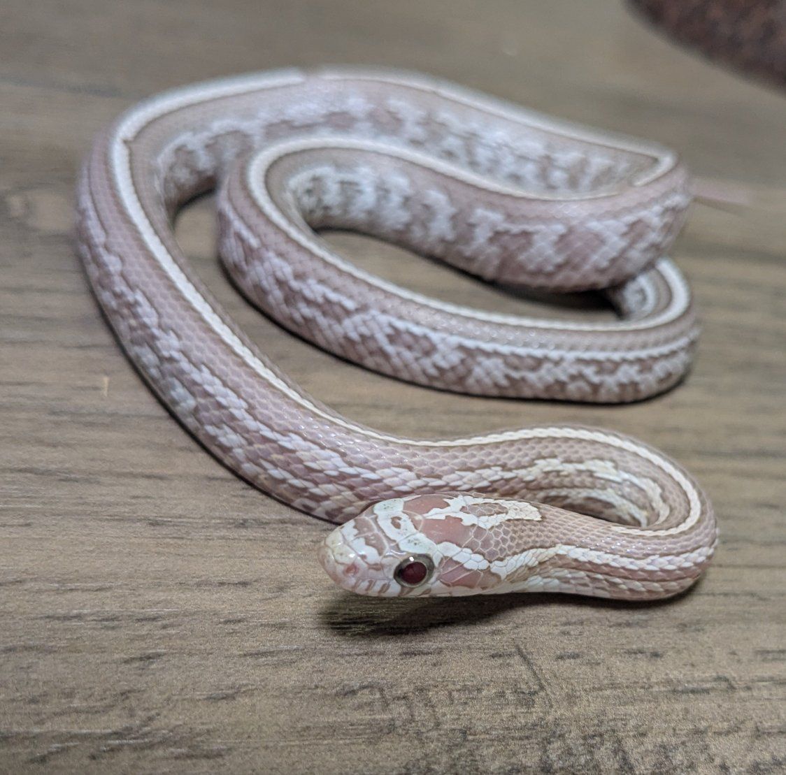 CORN SNAKE FEMALE