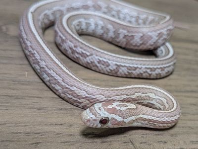 CORN SNAKE FEMALE