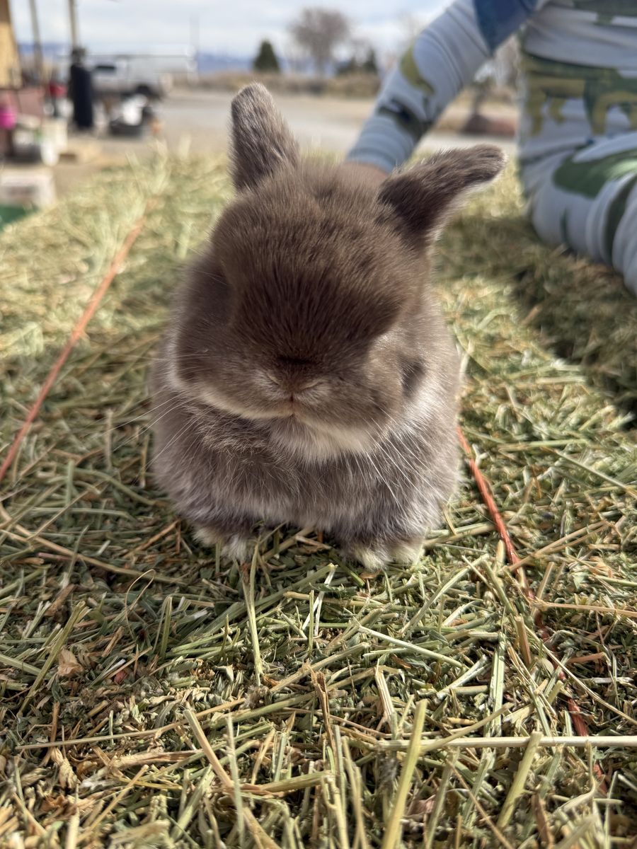 Pedigree Holland Lop Buck