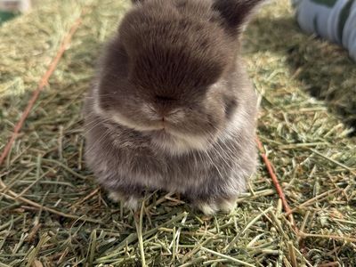 Pedigree Holland Lop Buck