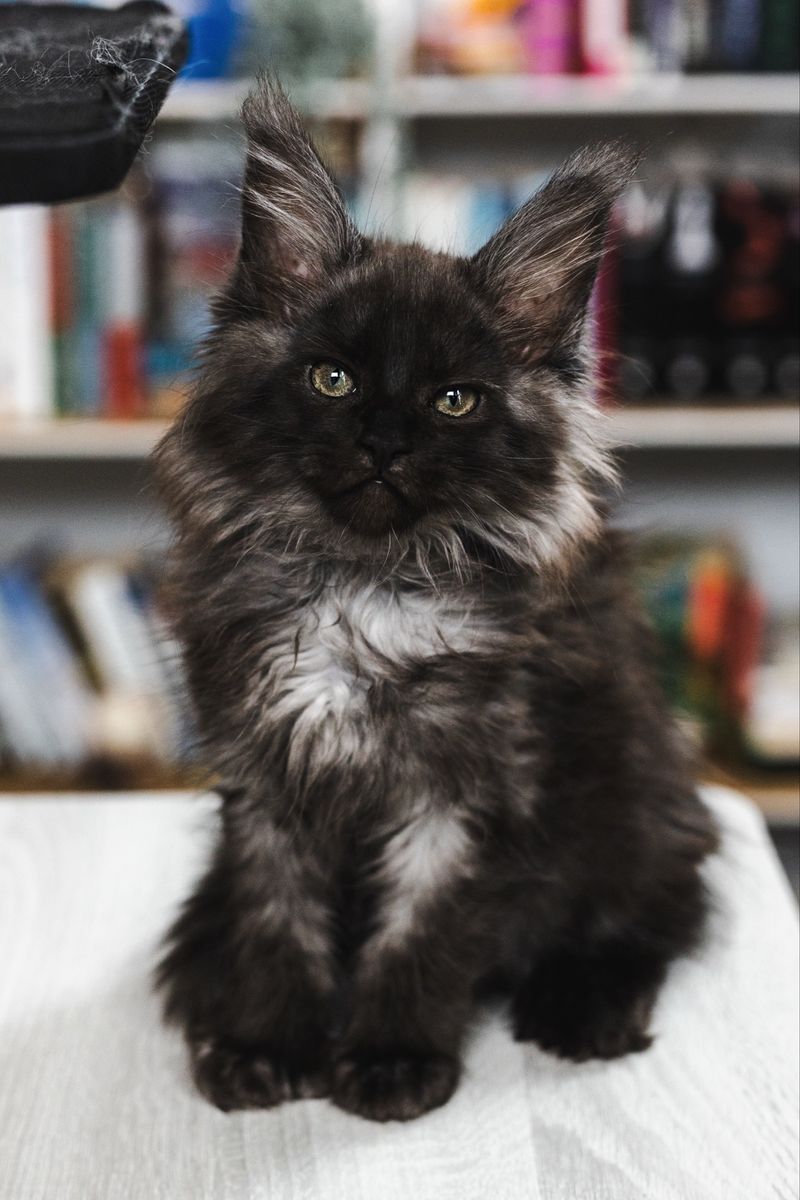 TICA Maine coon kittens READY TO GO NOW